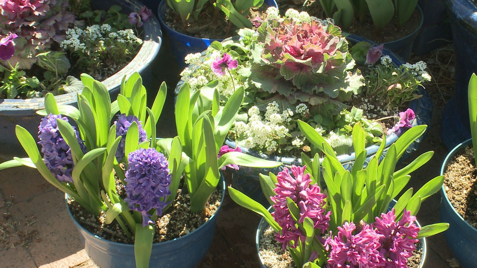 Don't wait until Mother's Day to plant cool season flowers. You will miss out on a whole early spring patio season.