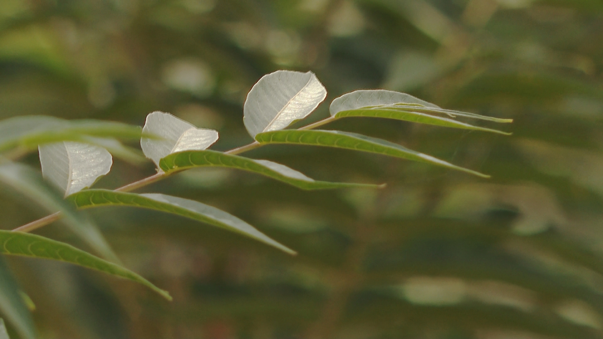 Magnolia Roots Invasive Local group works to kill invasive 'tree of heaven' populating in ...