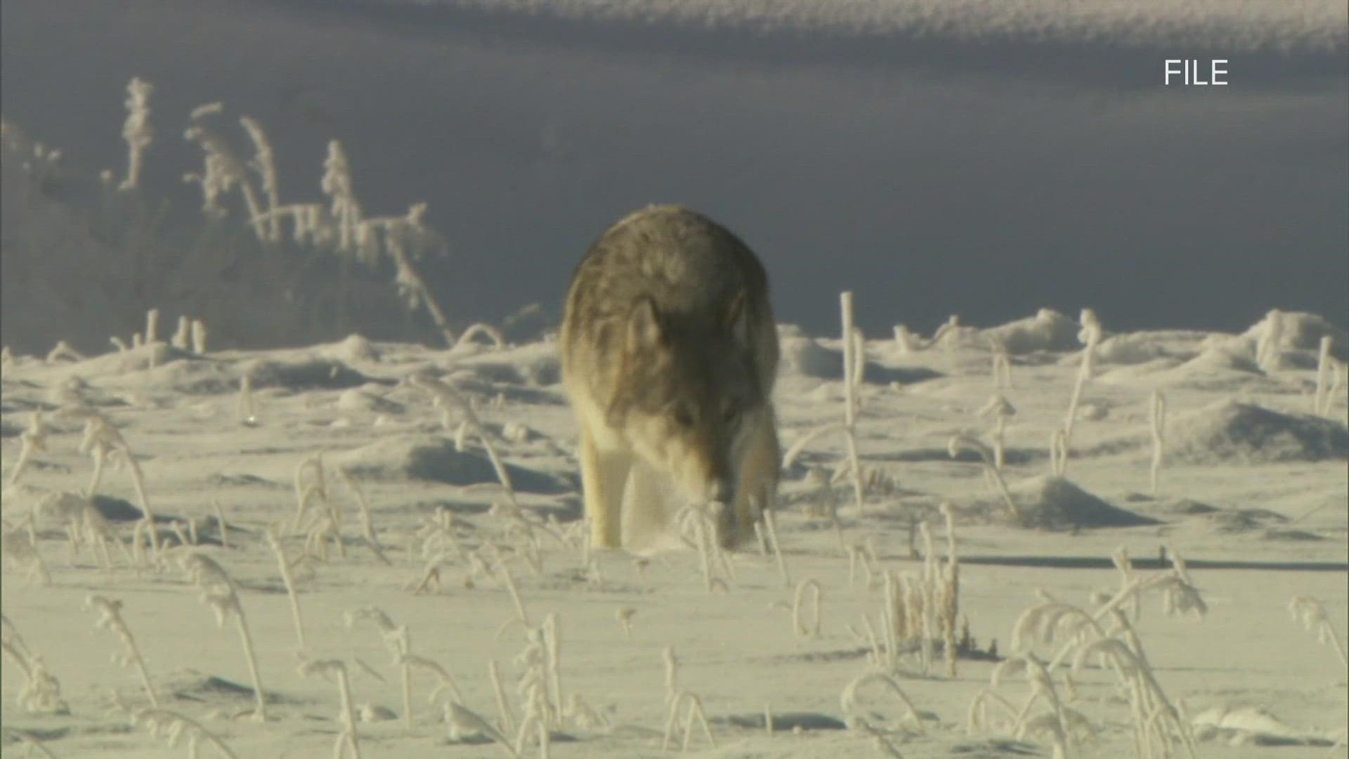 The draft plan, which could change before final approval, calls for the release of 30 to 50 wolves on the Western Slope over 3 to 5 years.