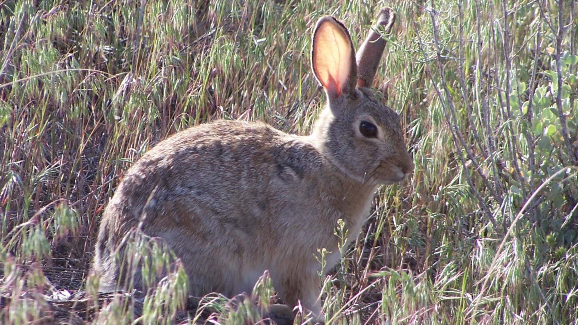 Nps Rabbit Rabbits with hemorrhagic disease detected at Dinosaur Monument | 9news.com