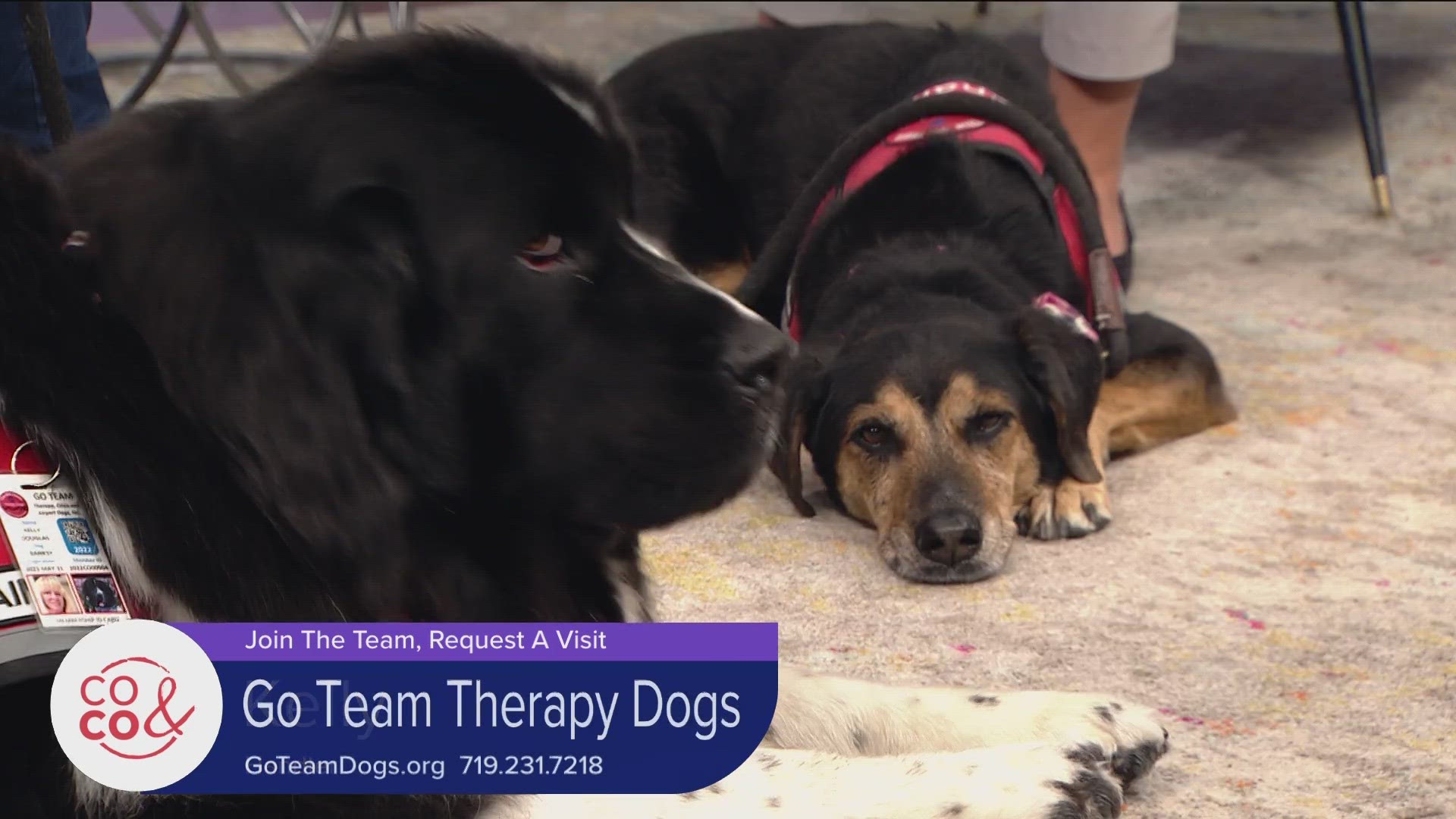 Support Go Team Therapy Dogs and attend a training weekend on June 3rd and 4th. Learn more and get started at GoTeamDogs.org.