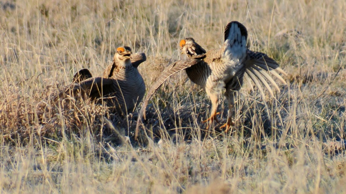 Wildlife biologists spent weeks catching lesser prairie chickens for ...