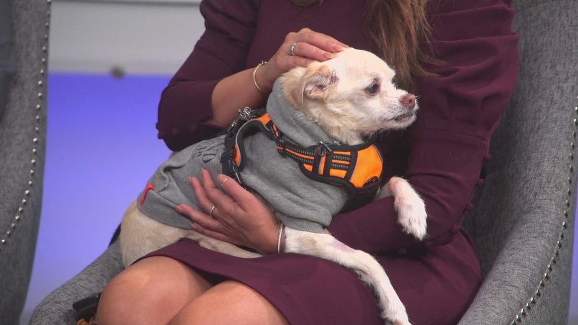 10yearold chihuahua looking for new home after owner moves into