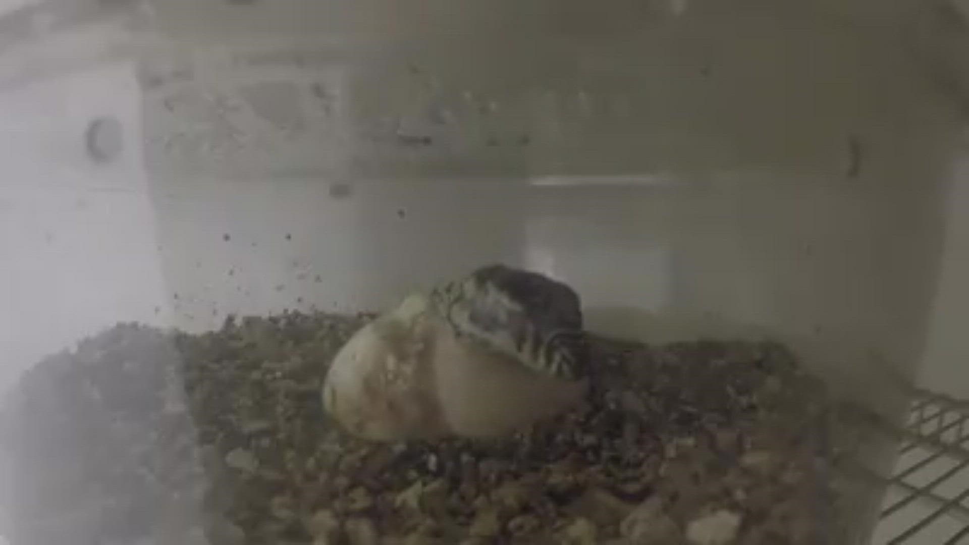 The Denver Zoo welcomed four Komodo dragon hatchlings back in December, and blessed the world with a video of one of them hatching. It's hauntingly beautiful.