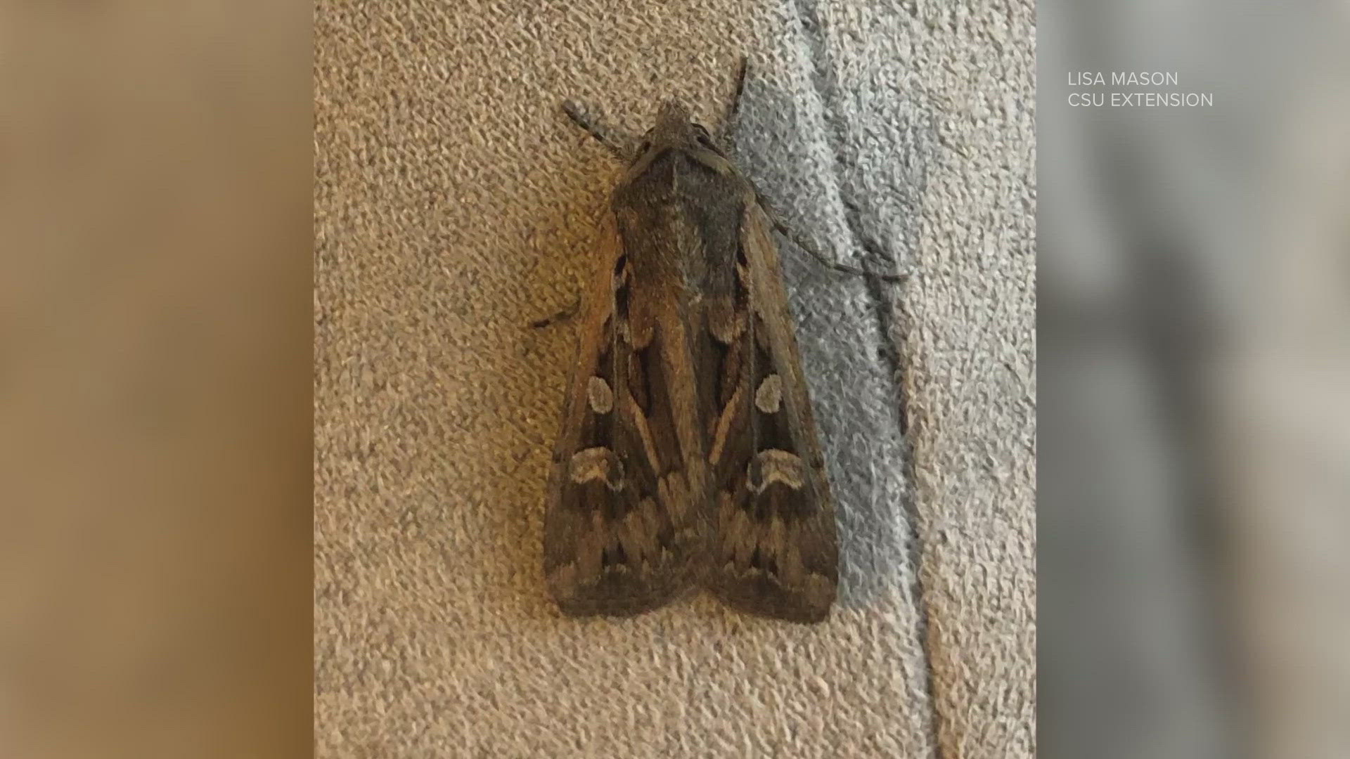 Miller moths' migration pattern takes them westward over Colorado's Front Range, between stops on the eastern plains and the mountains, during late spring.