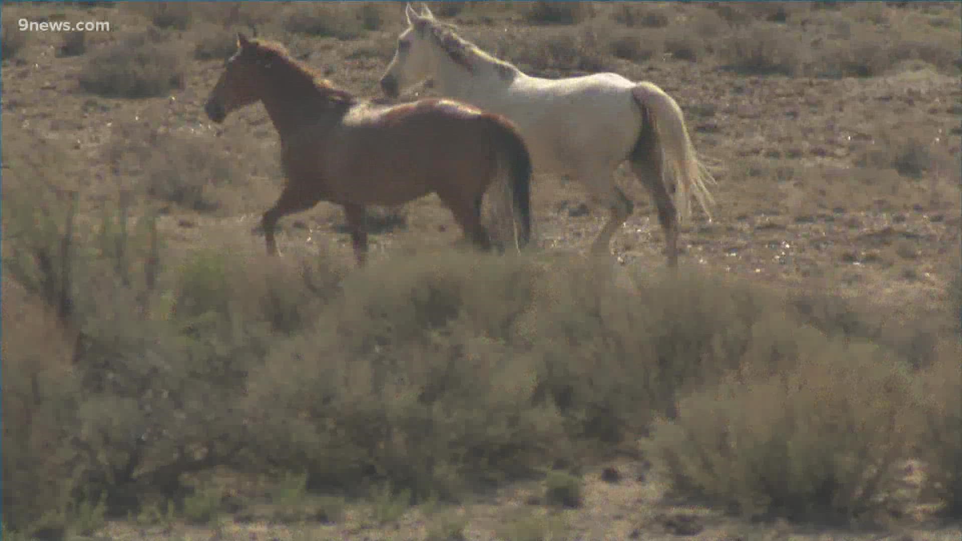 The Bureau of Land Management said they stopped gathering wild horses on Sept. 8