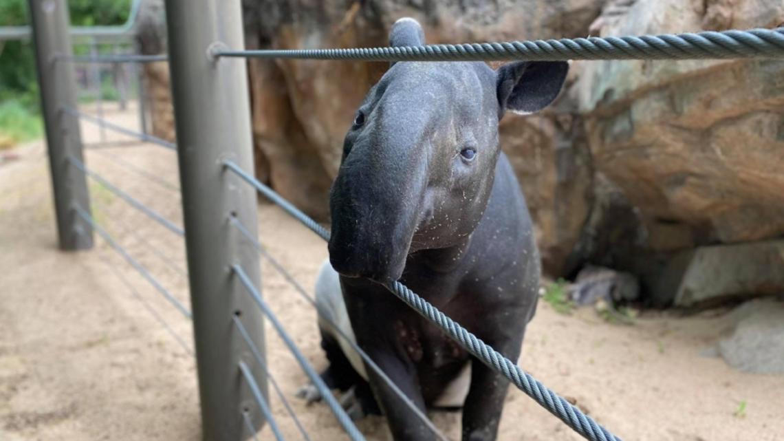 Denver Zoo investigating Malayan tapir deaths