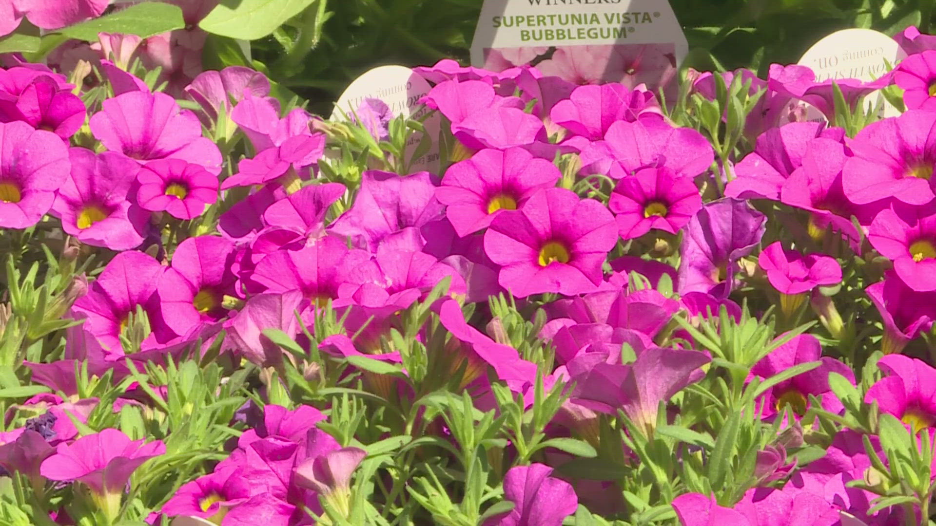 Annuals and container plants are grabbing our attention right now. It's planting time in Colorado.