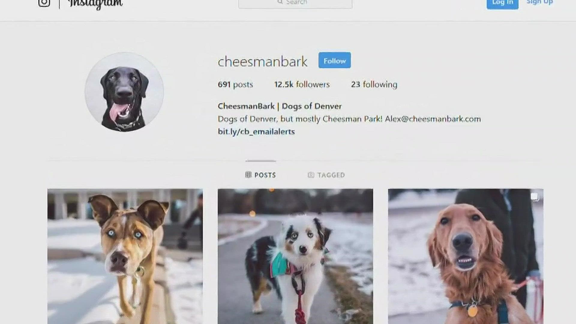 Cheesman Bark chronicles the dogs that visit Cheesman Park in Denver with their owners on Instagram.