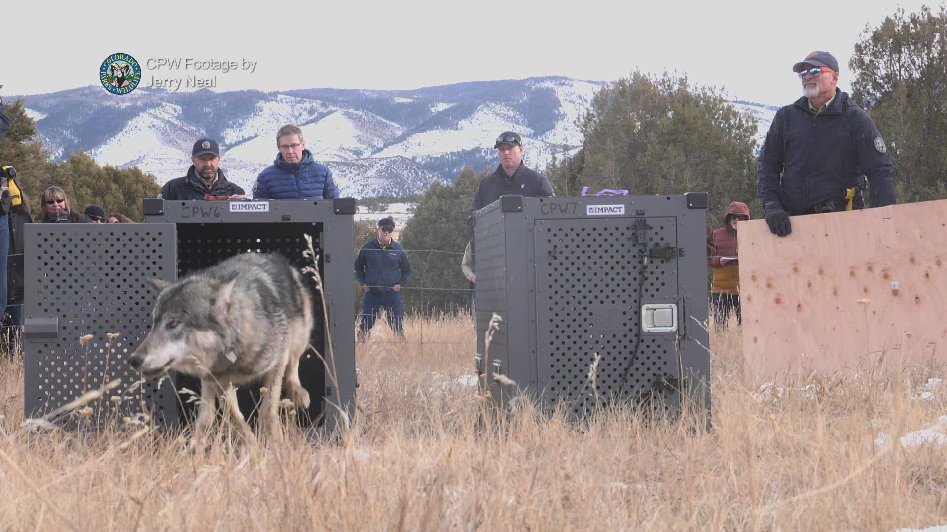 Colorado Parks and Wildlife did not say exactly where the wolves were released because of concerns for the wolves' safety.