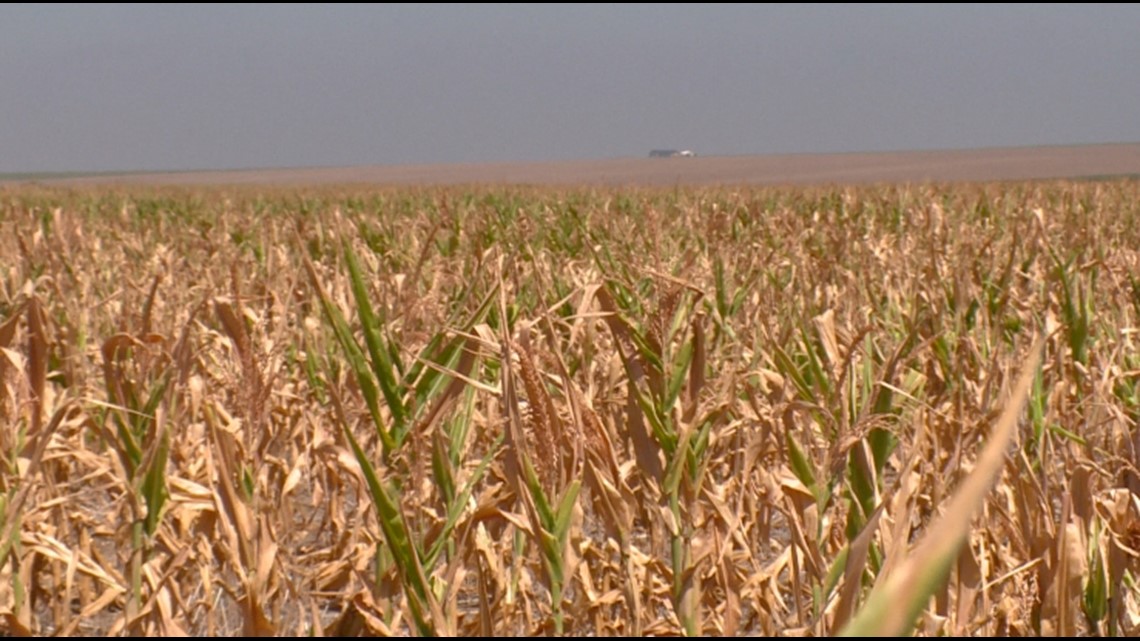 Farm report: Colorado Rockies' future harvests look good – The Denver Post