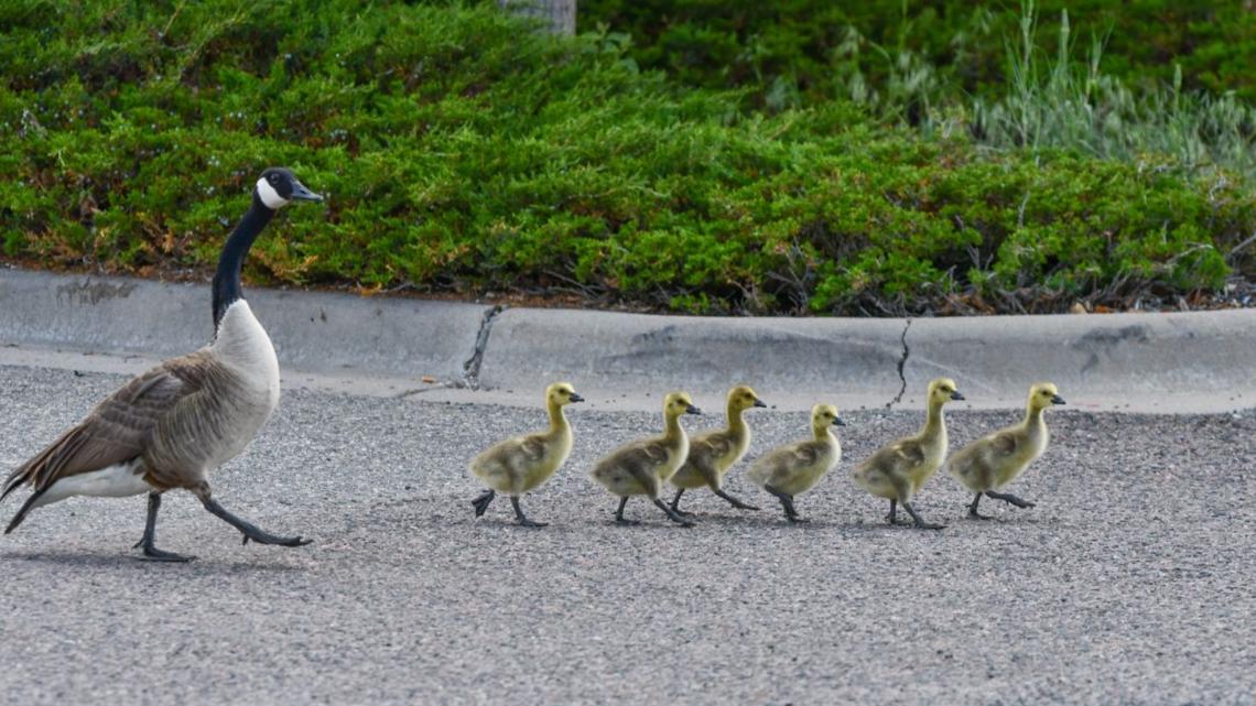 Do not disturb: Cute baby animals are best left alone
