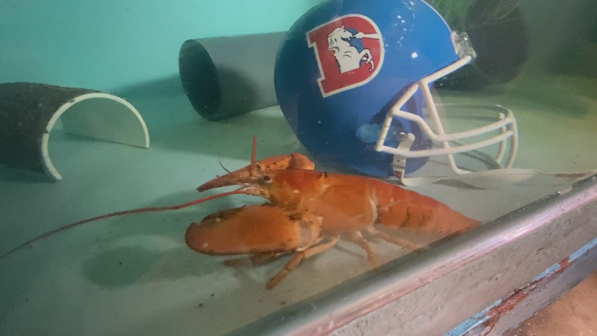 Restaurant staff spotted the extremely rare lobster when it was shipped to a Pueblo Red Lobster last week.