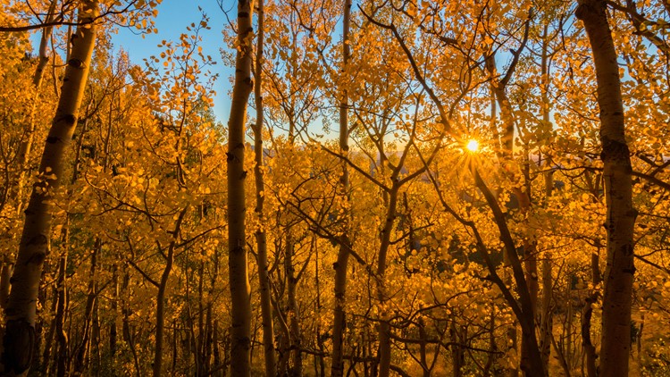 Colorado fall colors: When and where leaves will peak in 2020 | 9news.com