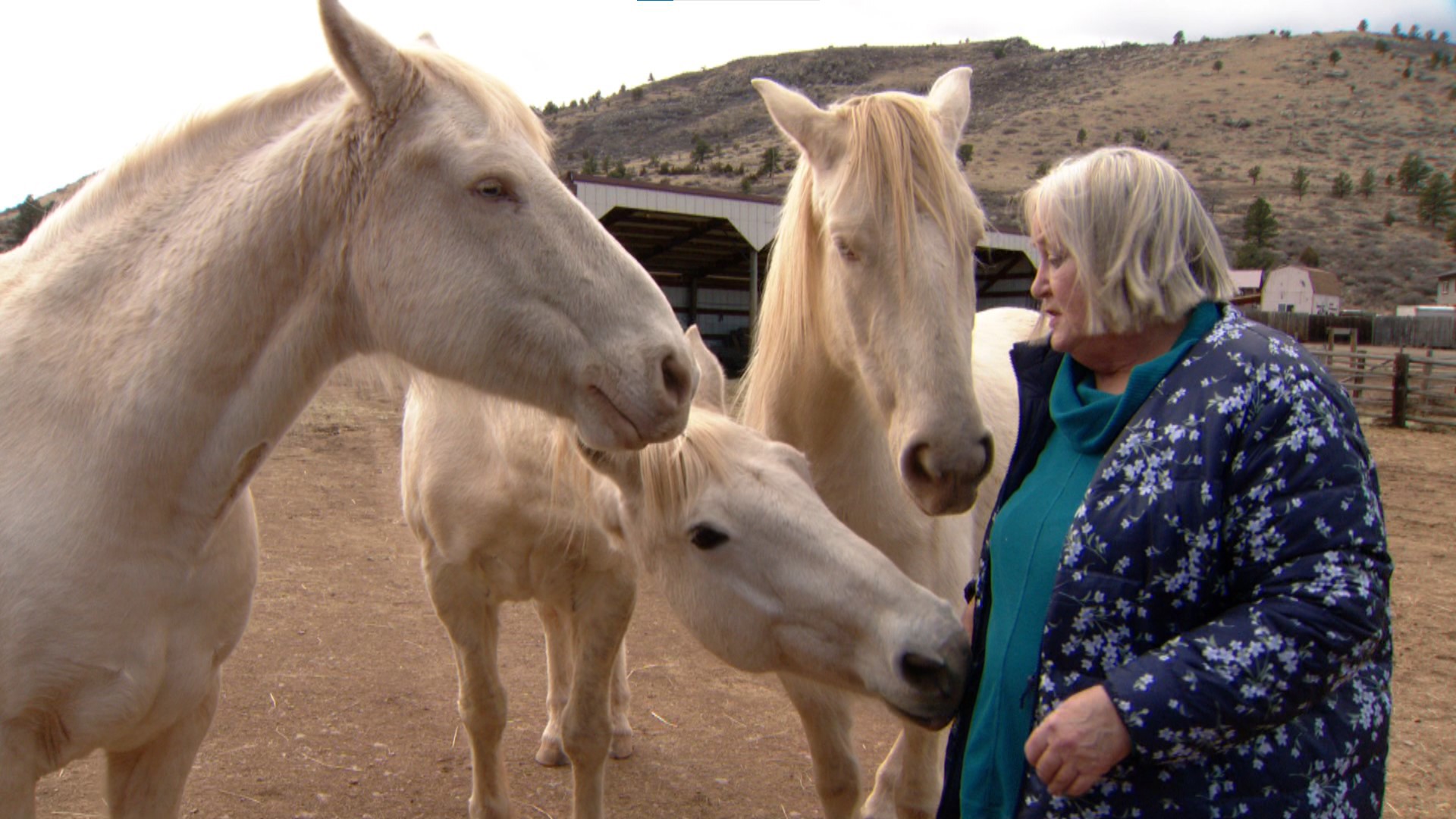 Colorado judge strikes down BLM's wild horse adoption program | 9news.com