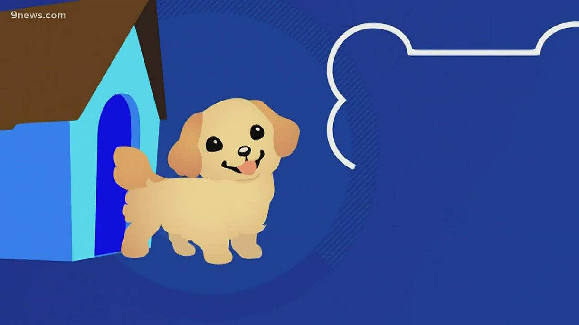 Today we're looking at how technology helps take care of our furry friends.