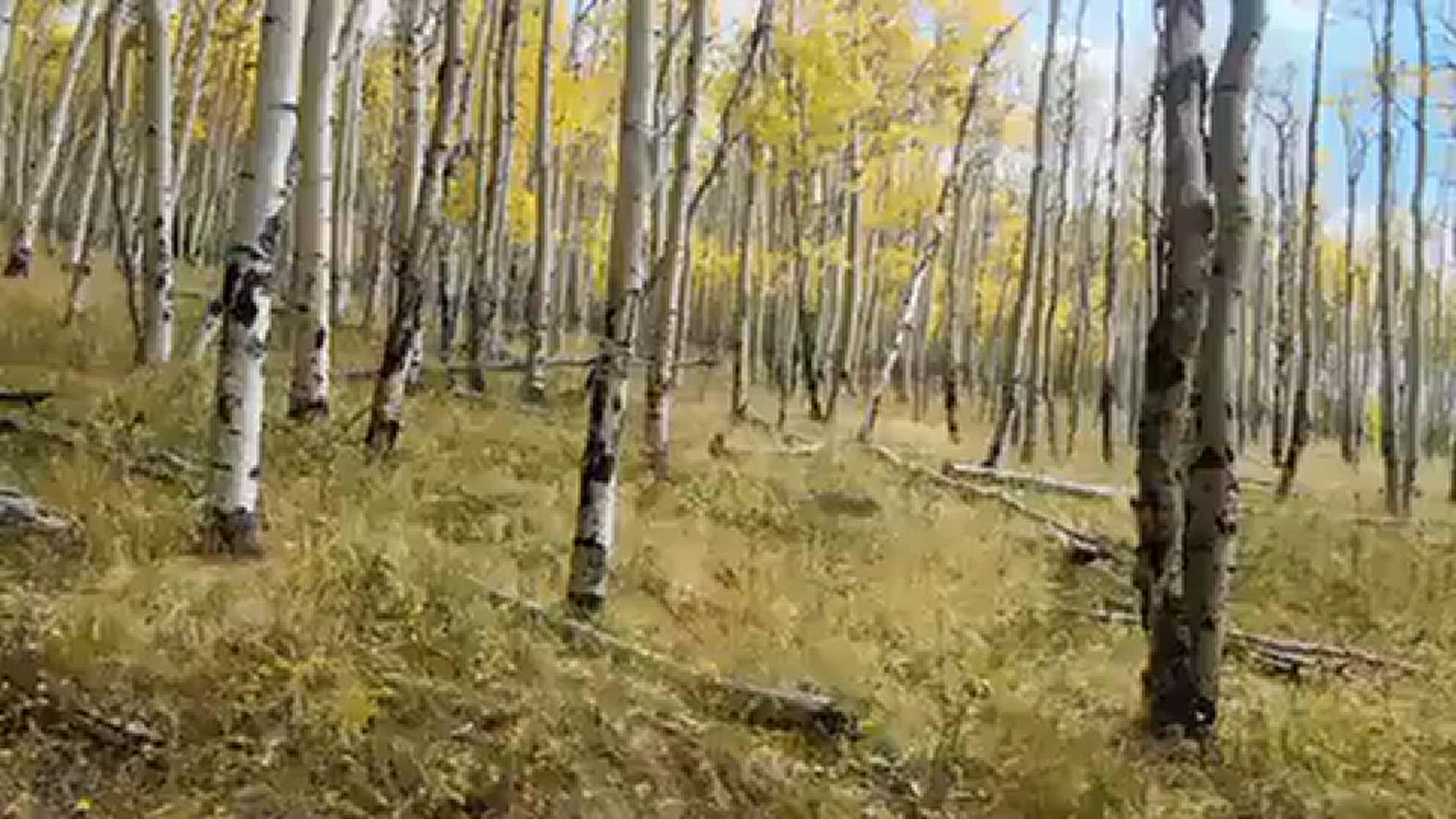 This was shot with a drone at Kenosha Pass last weekend. Original music added. ￼ Lowering of drone at 1:18 nice
Credit: Jim Yarnold