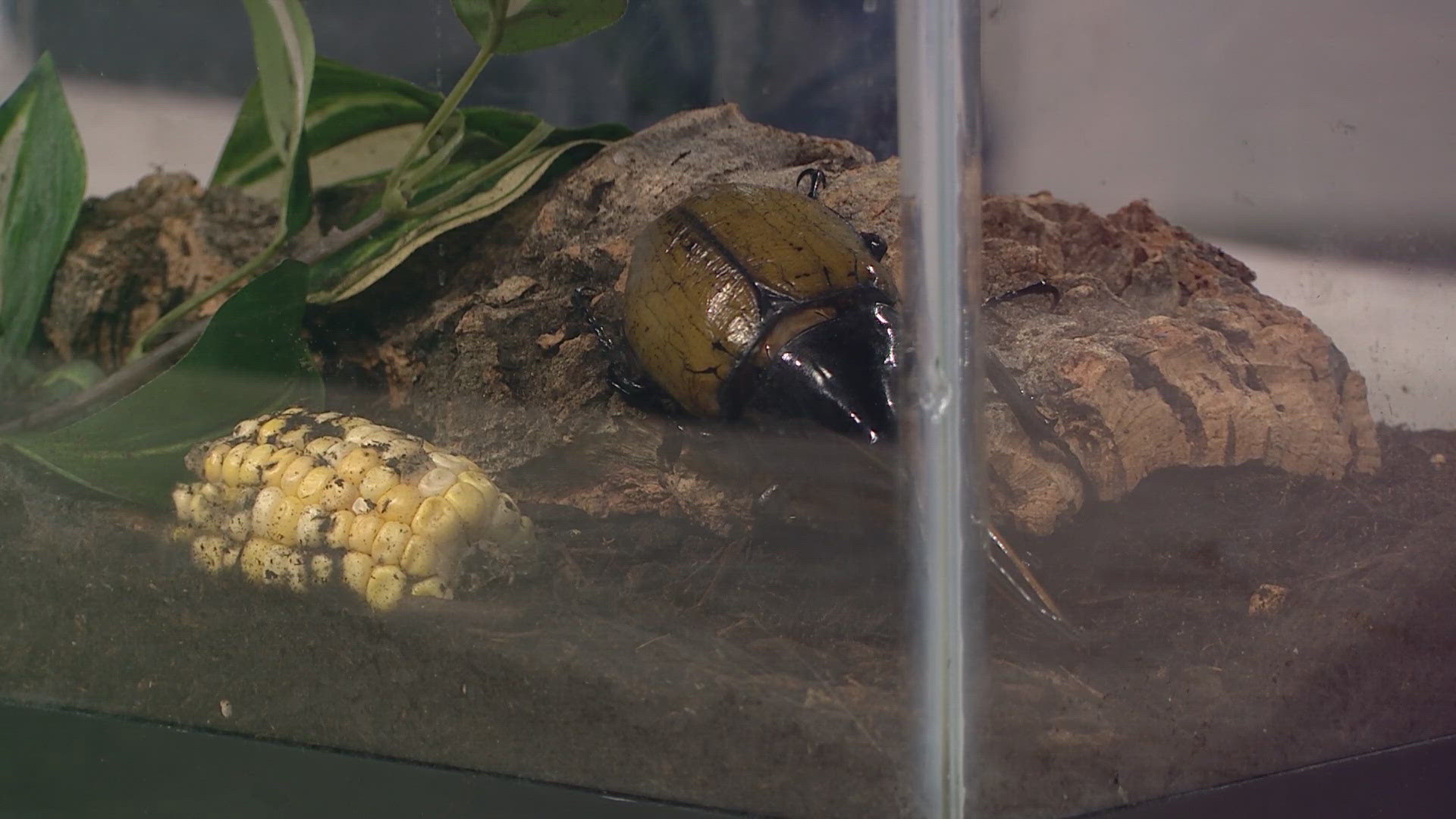 Oksanna Wildrick shows off Butterfly Pavilion's Hercules beetle to promote their Festival Insectival this weekend.