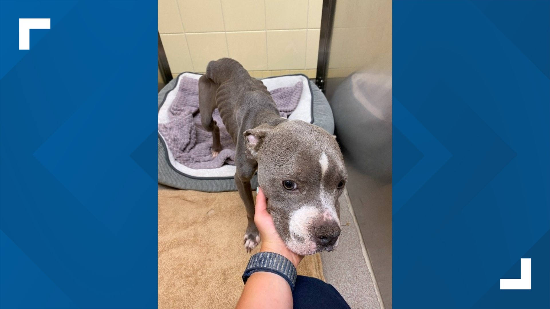 Denver Animal Protection looking for owners of emaciated dog found on ...