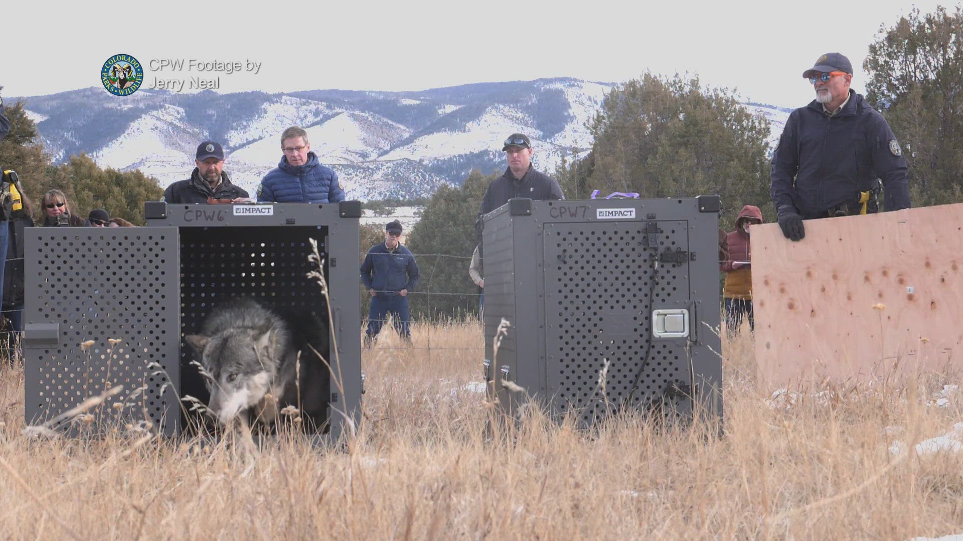 Colorado Parks and Wildlife officials are attempting to do something two wolf experts say could be without precedent: Relocating wolves twice within nine months.