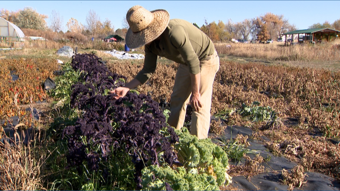 Courts Order $6B Emergency SNAP Funds