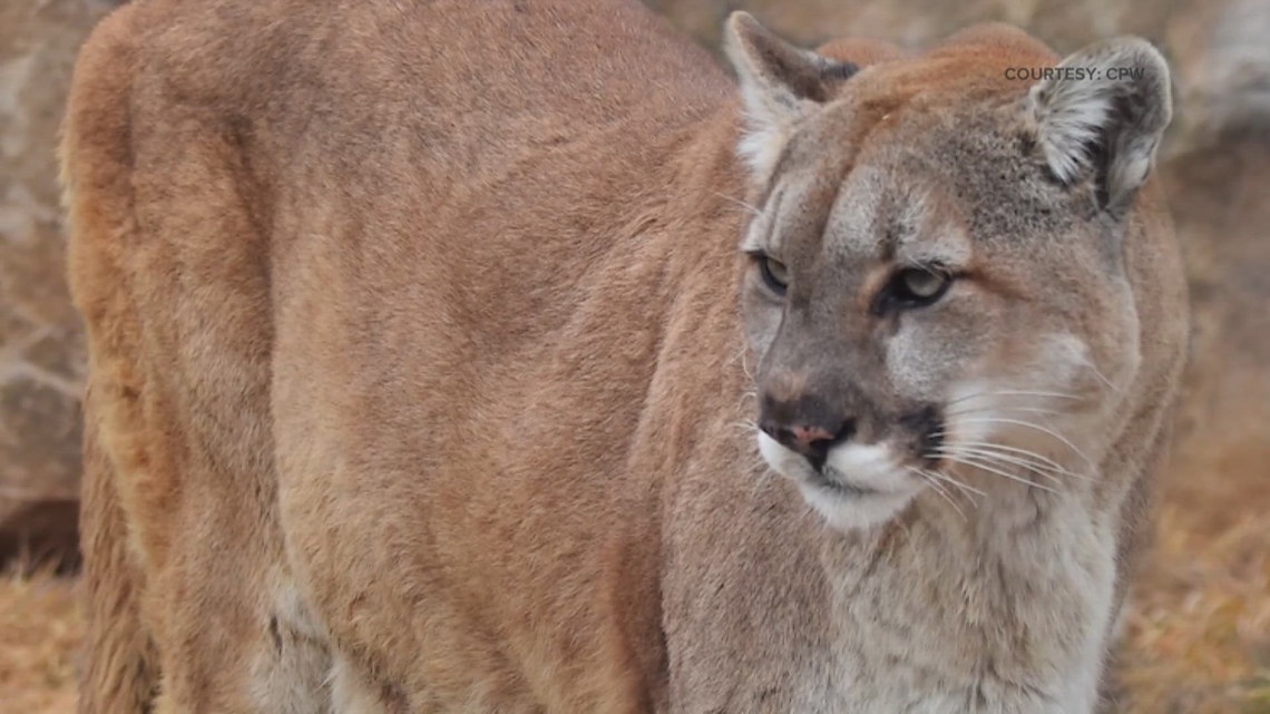 Northern Colorado open space closed due to mountain lion activity