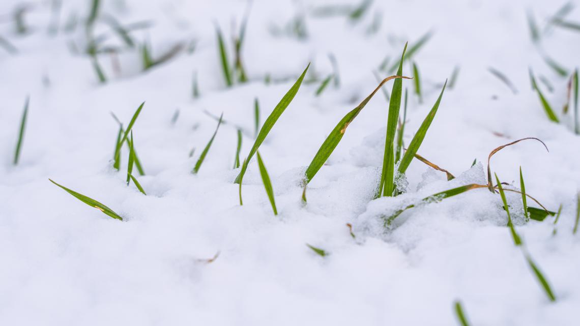 How to protect fruit, plants, trees from cold weather