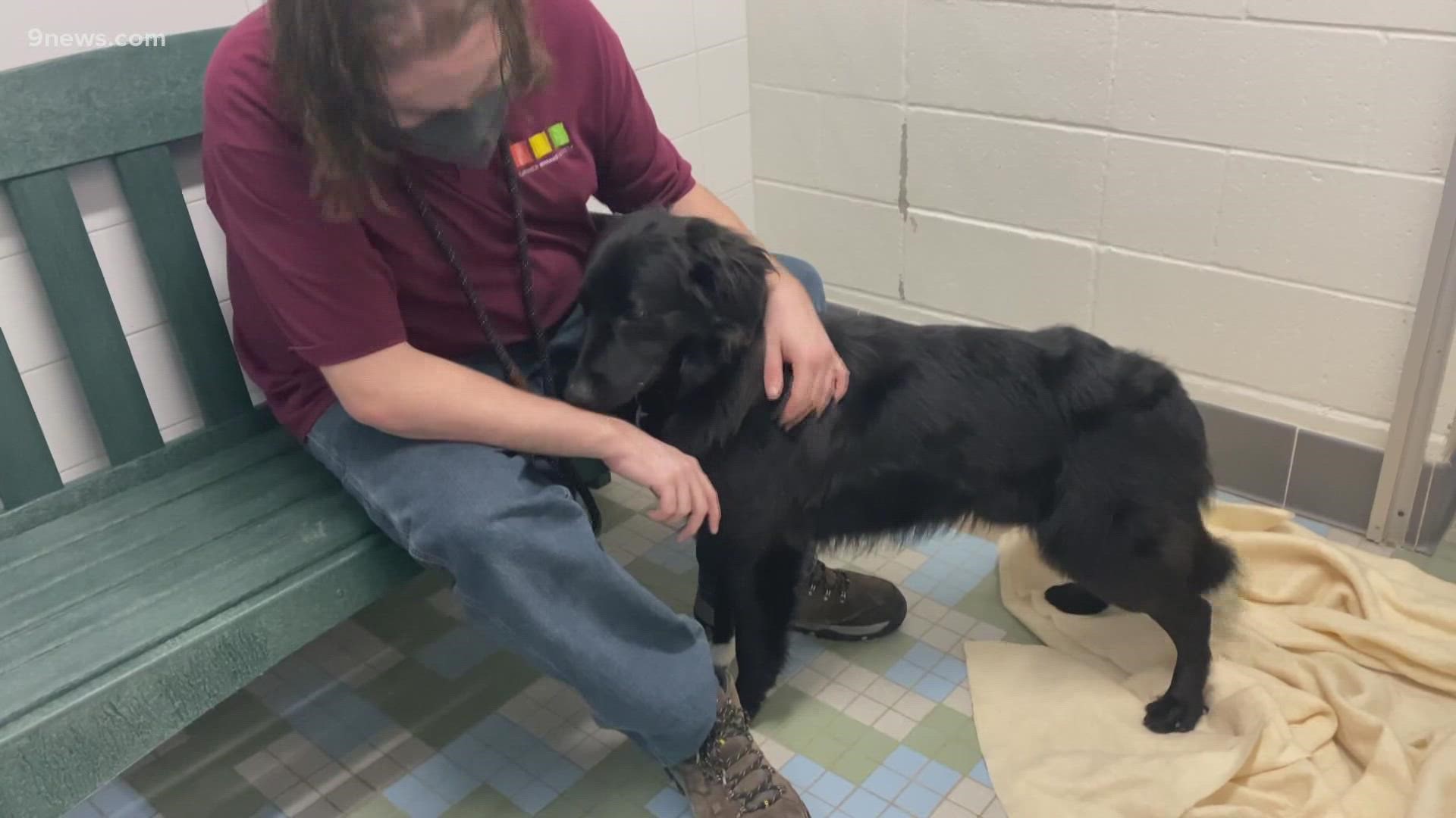 This is Tucker! He's a one-year-old Newfoundland-golden retriever mix. He's at the Larimer County Humane Society waiting for his forever home.