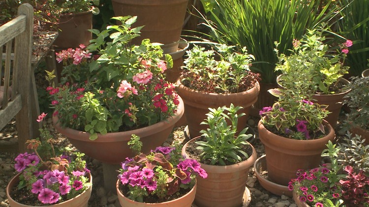 Proctor's Garden: All about pots