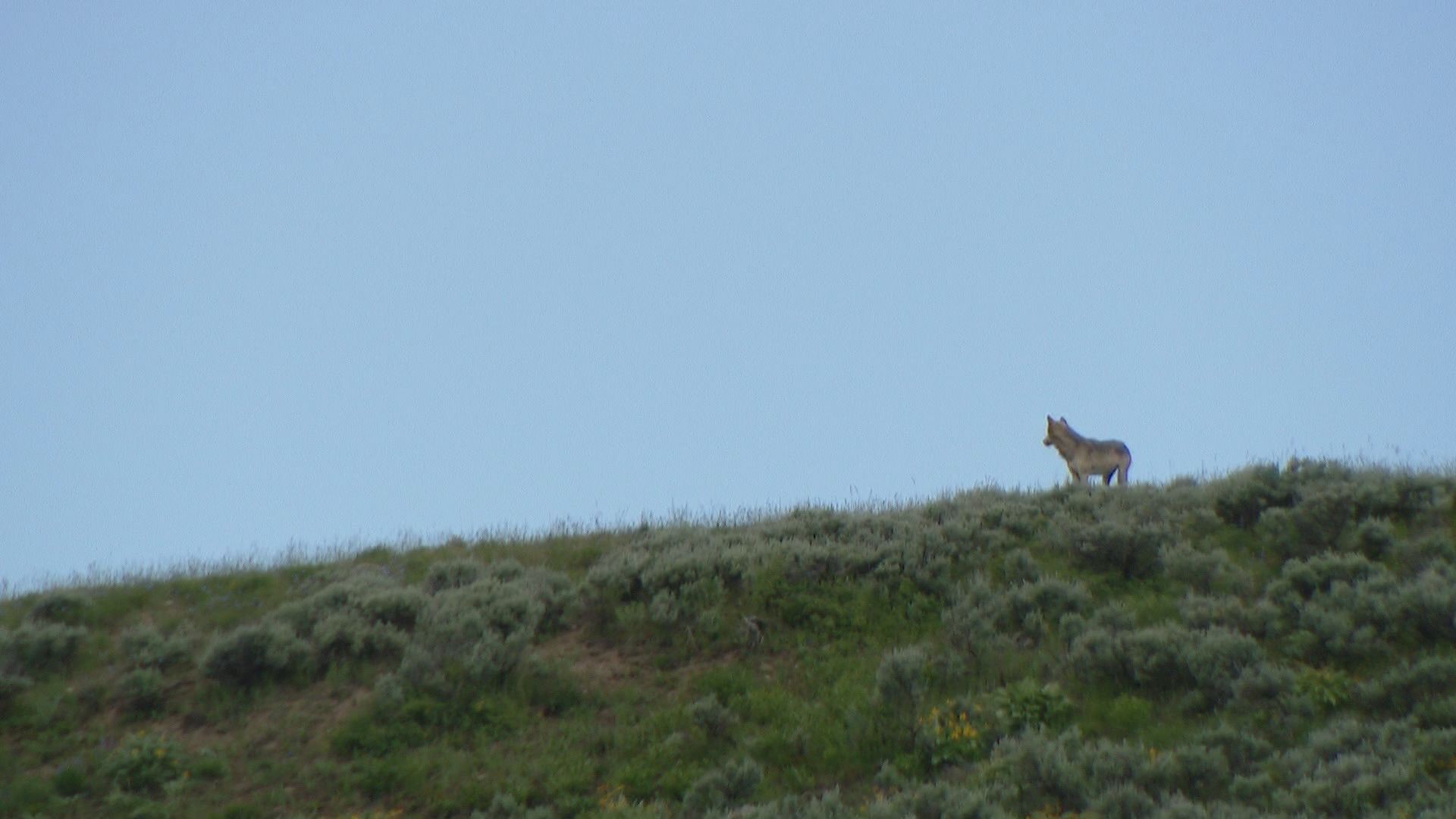 These wolves were spotted in Lamar Valley in the northeast corner of Yellowstone National Park.