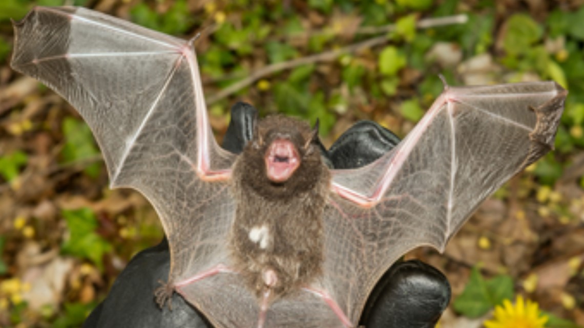 Bat with rabies found in Arapahoe County