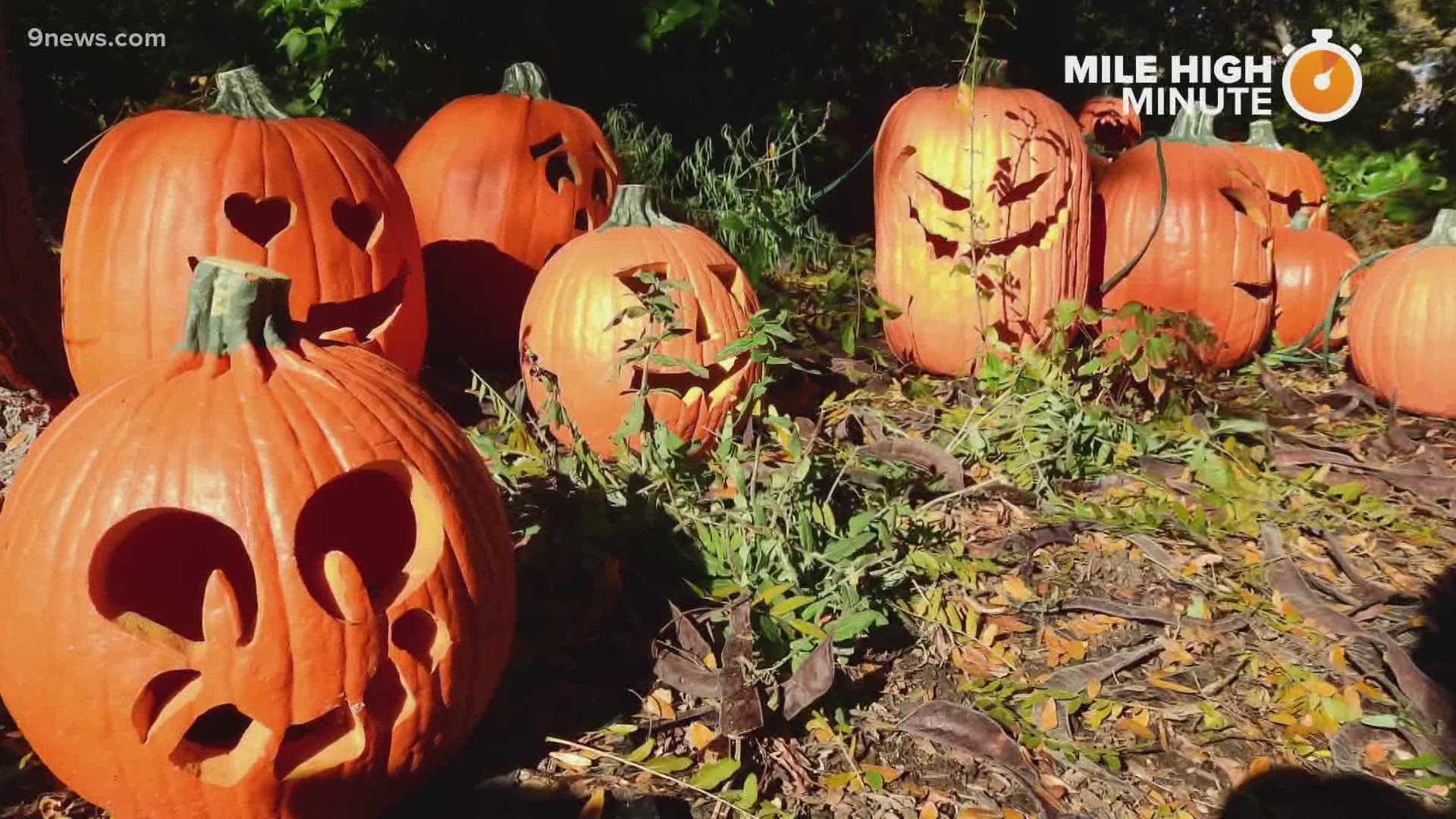 Denver Zoo 'Boo at the Zoo' is back in 2020 with some changes | 9news.com