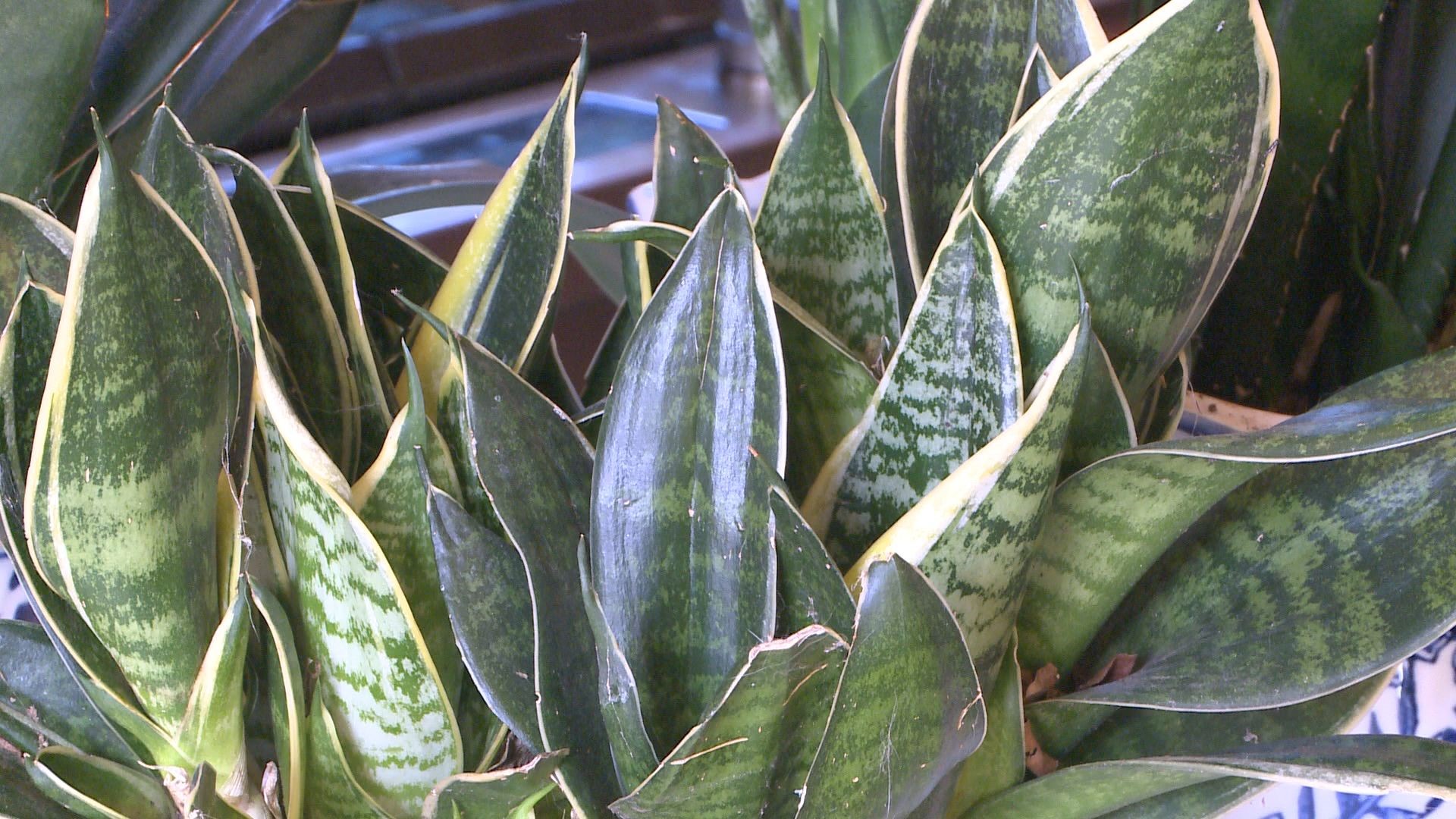 Houseplants are a wonderful addition to the home, especially during the cold winter months. Here are some tips to keep them alive.