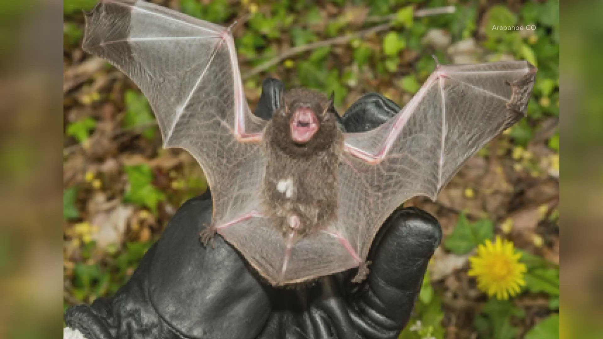 A person came into contact with the bat and has started rabies treatment to prevent infection and illness, Arapahoe County Public Health said.