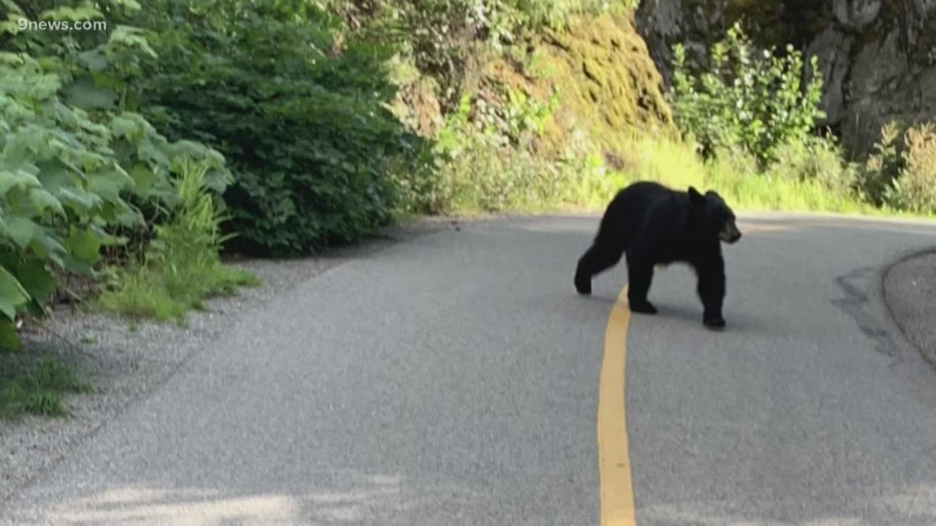 A woman from Denver said she ran for her life after a bear charged her. She stood her ground and got away without a scratch.
