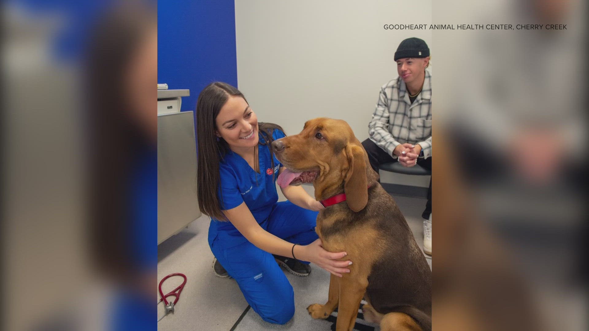 Veterinarians are seeing more cases of coughing and respiratory disease in dogs. Dr. Alexander Robb from Goodheart Animal Health Center in Cherry Creek explains.