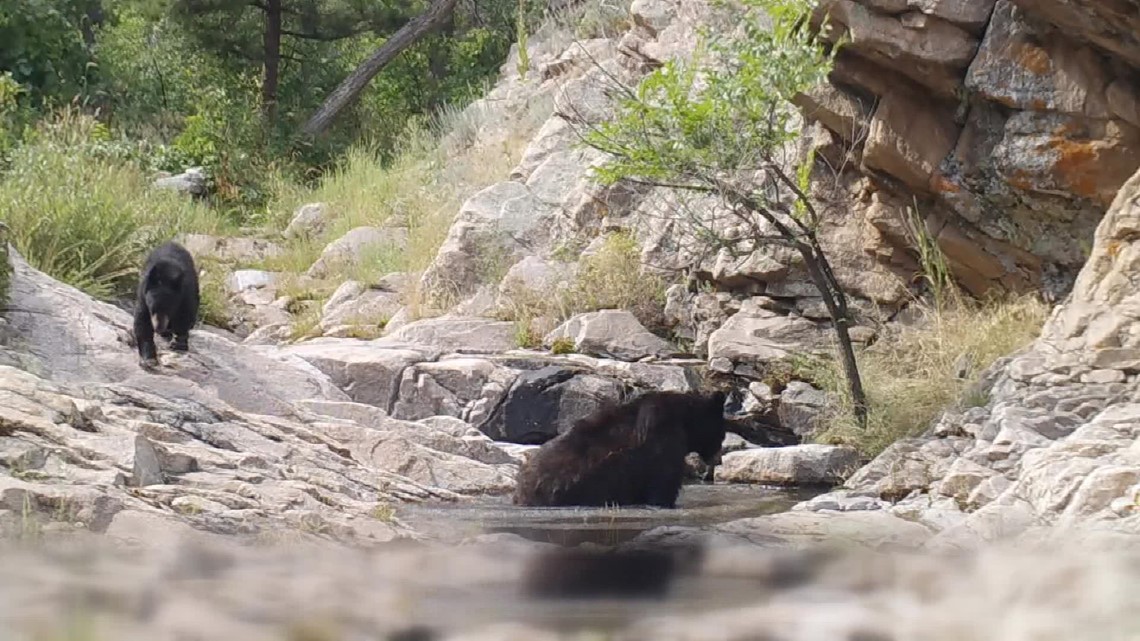 Conservationists try to meet bears' needs before they come to us