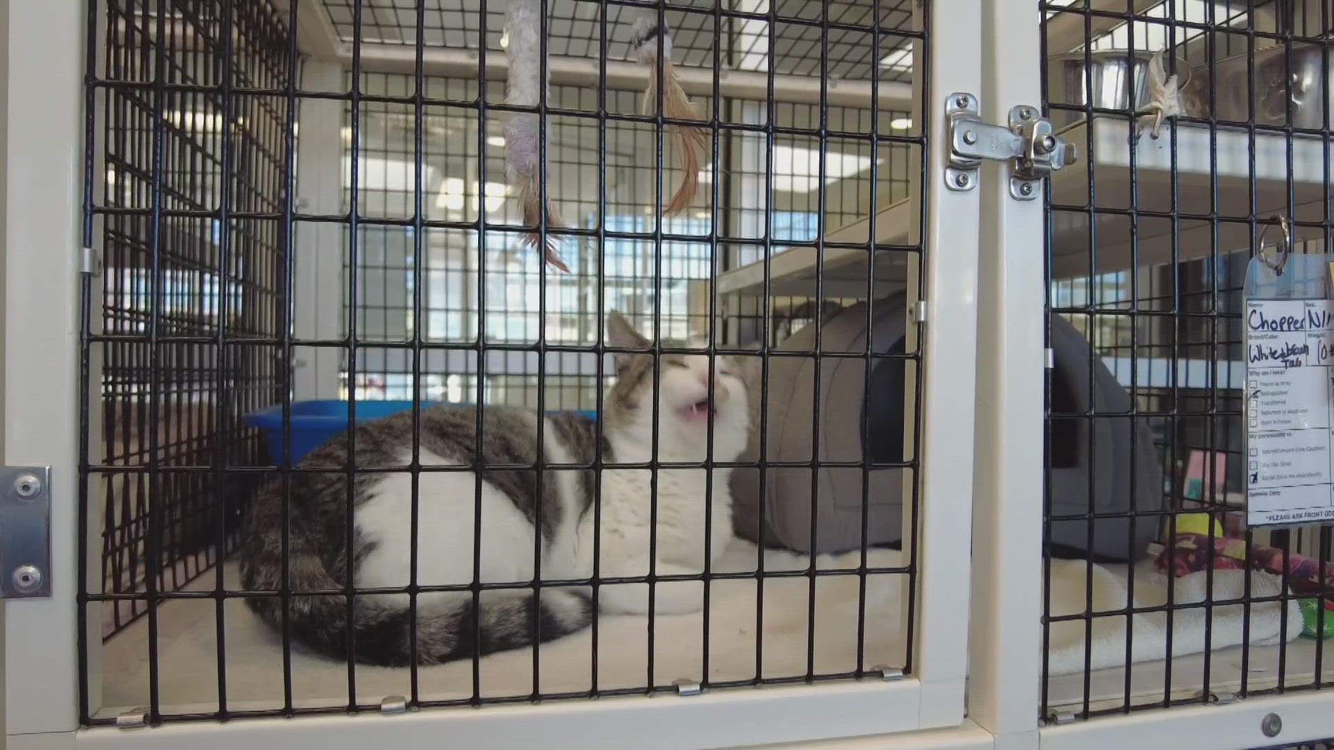 A bill still being drafted would require animal shelters to post a list of healthy and treatable animals they plan to euthanize 72 hours before they plan to do so.