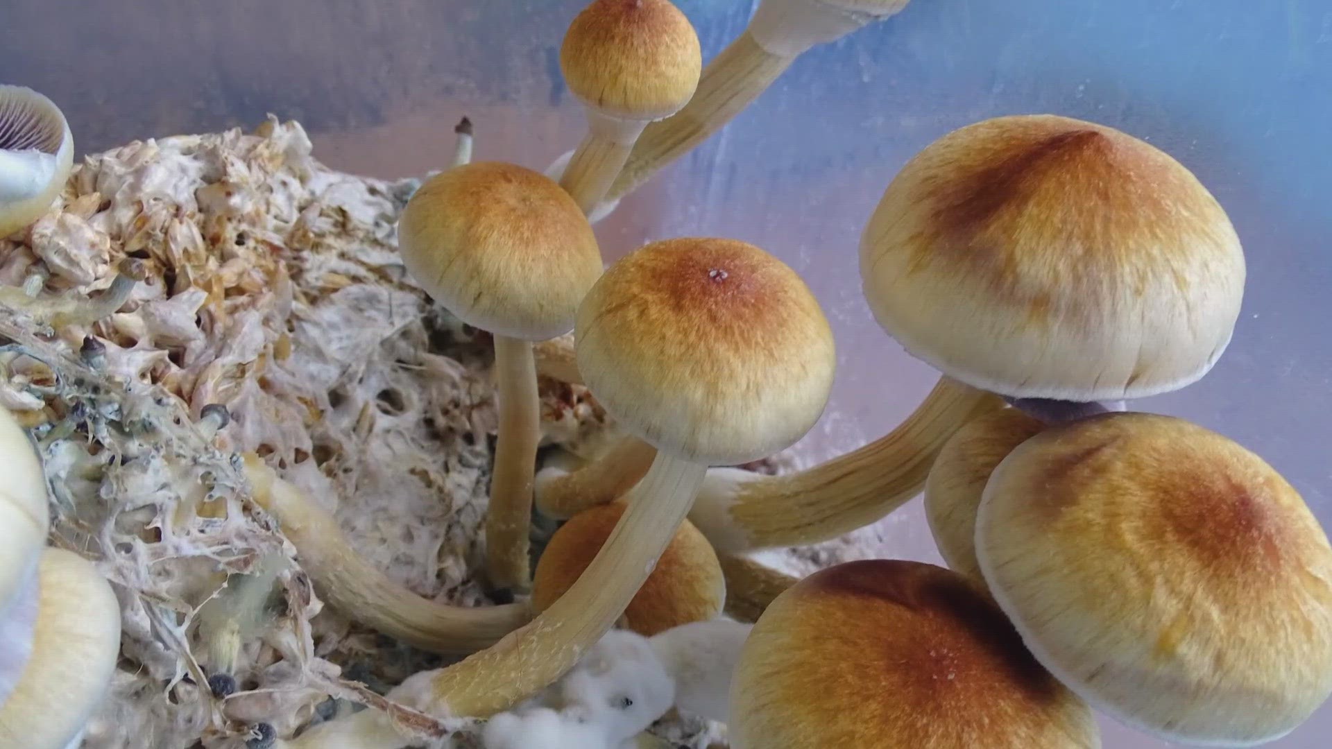 Naropa University in Boulder has a new minor in mushrooms as part of the school's Bachelor of Arts degree program and it's open to all undergrad students.