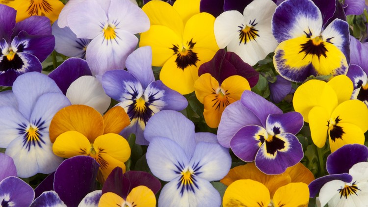 Proctor's Garden: Time to plant pansies for spring