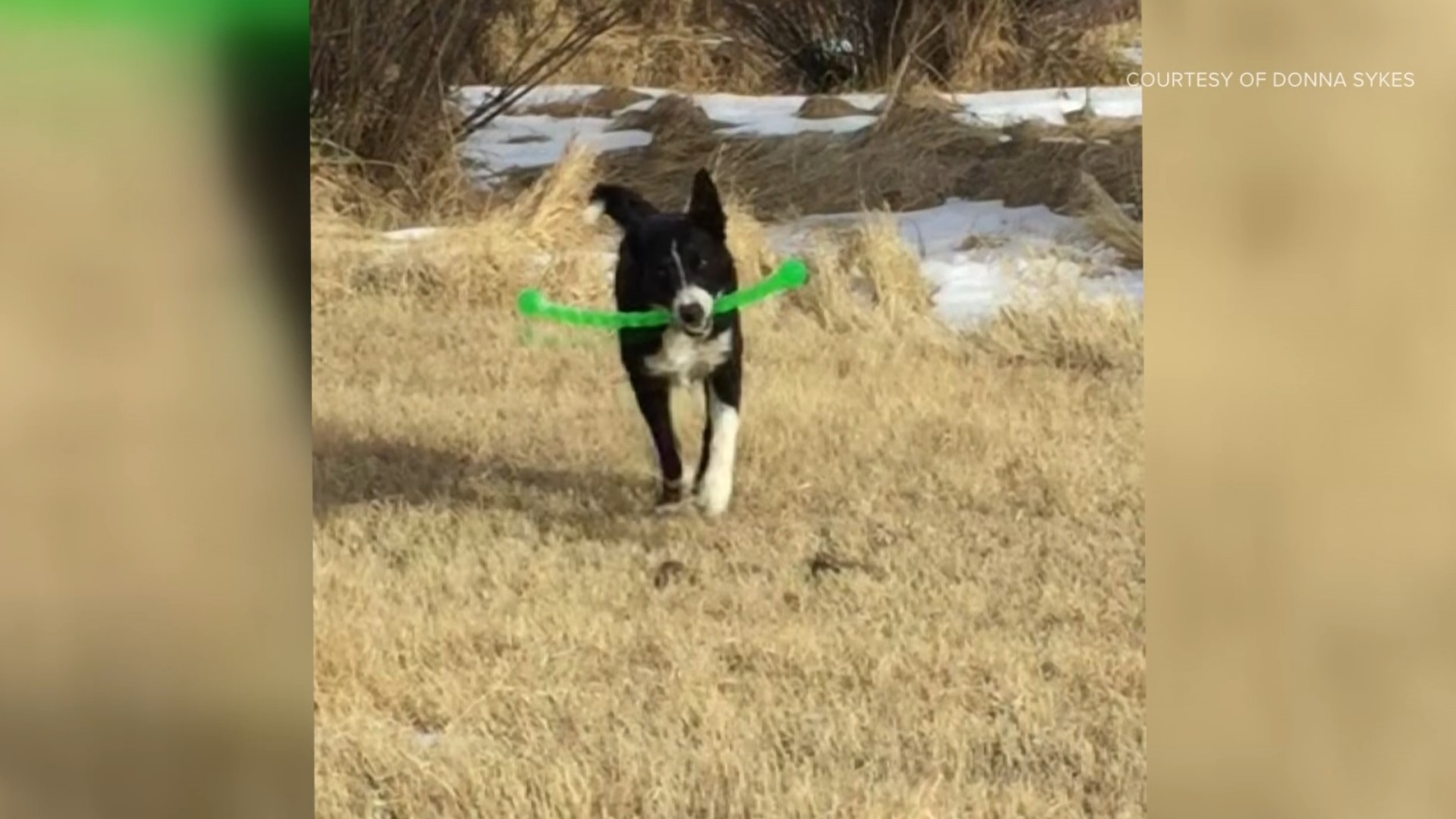 Cisco plays around with a toy. The working dog was killed by wolves in Jackson County in March.