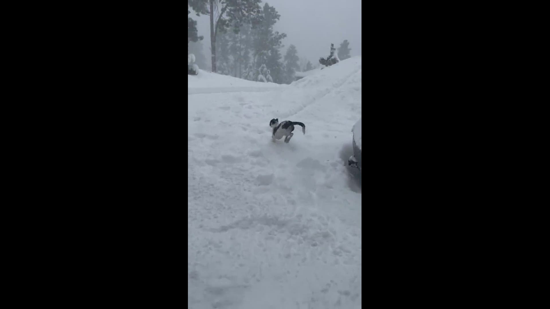 Rosie the whippet loves the snow!
Credit: Alima Blackwell