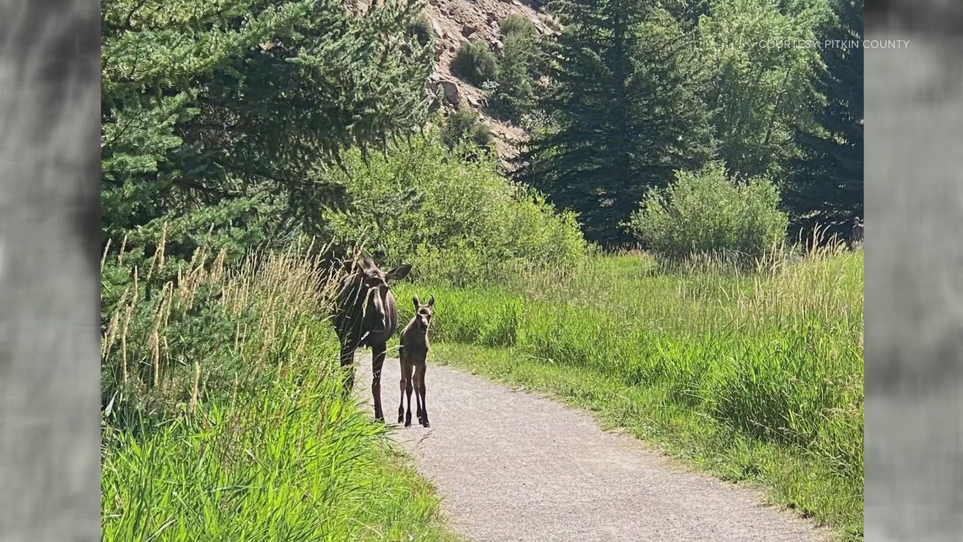 Two female moose and their calves have been frequenting the area around the East of Aspen Trail.