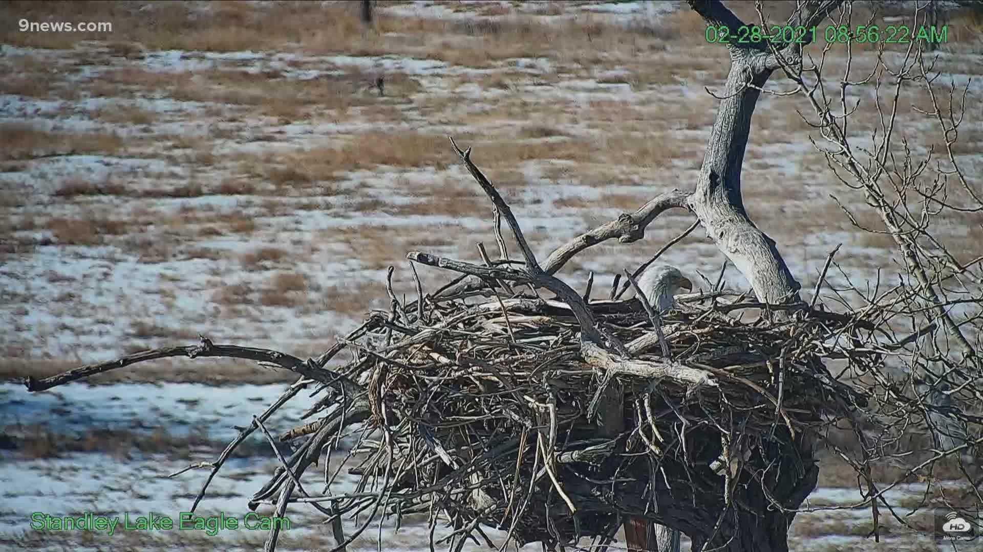 The Standley Lake eagle female laid the egg on Saturday. If all goes well, the egg will hatch in late March.