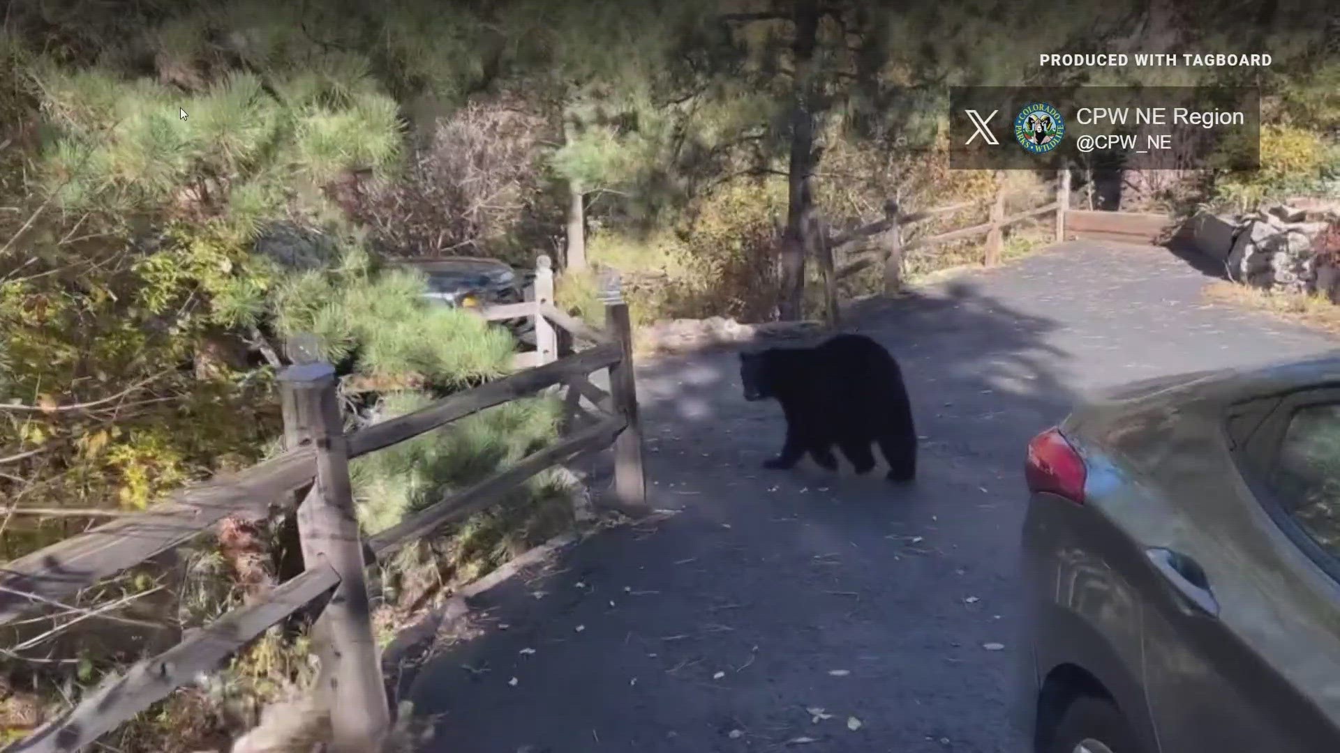 A black bear broke into a car in Jefferson County last month after the owner left peanut M&Ms inside, Colorado Parks and Wildlife said.