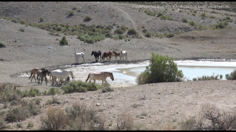 BLM plans to take in hundreds of wild horses in northwest Colorado