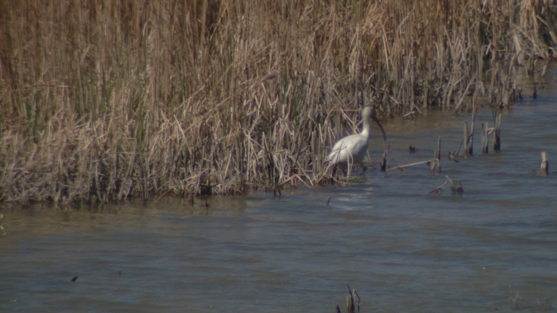 'Very rare' southern bird spotted in Colorado suburb