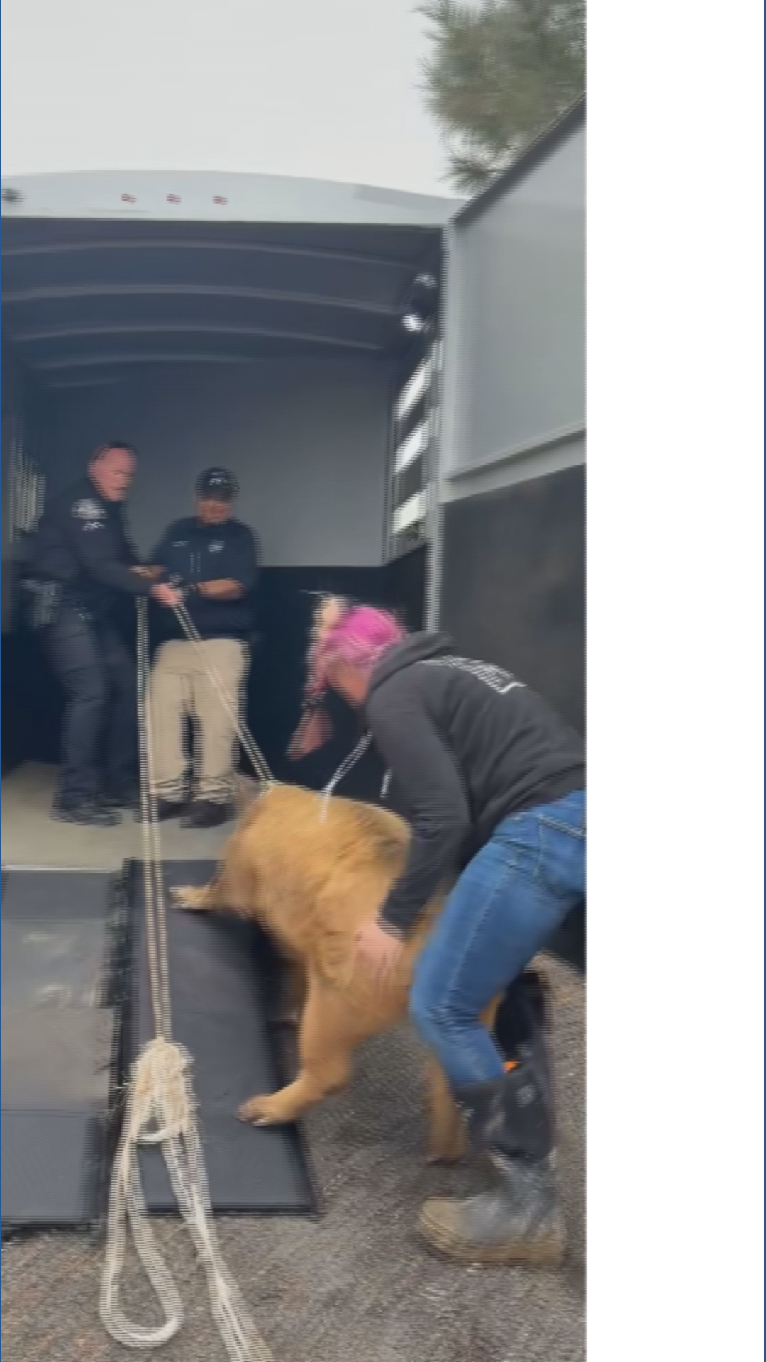 Wrangling Wrangling the pig | 9news.com
