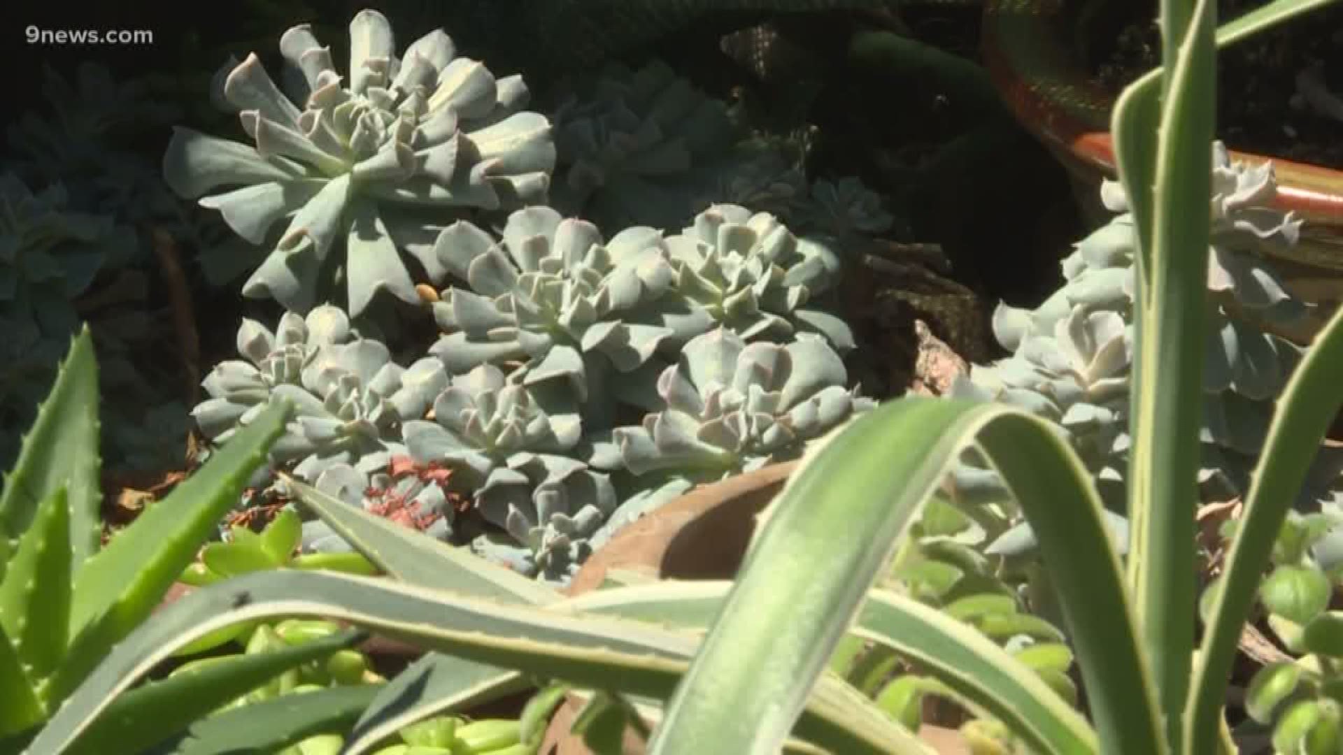 We're talking hot weather flowers, cool season veggies and acclimating succulents that were kept indoors over the winter to the summer.