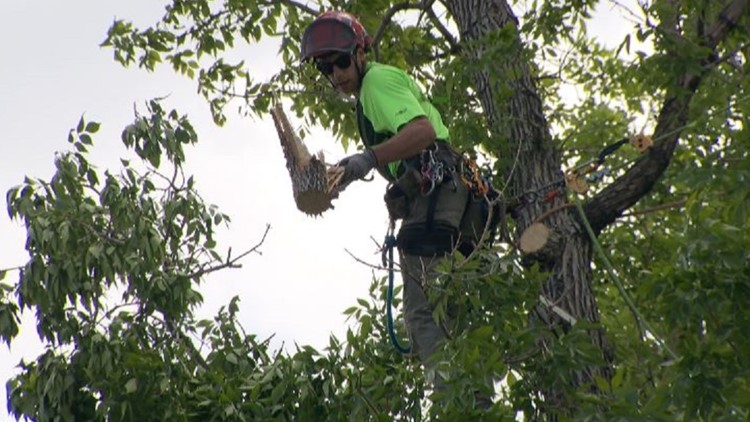 Tree removal companies swamped as homeowners clean up after late May snow